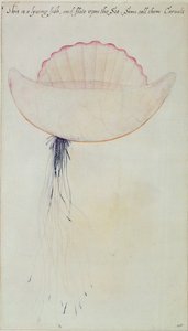 葡萄牙人战争（石版画） 作者 约翰怀特